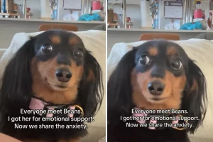 Dachshund come supporto emotivo: un’inattesa situazione si trasforma in un disastro.