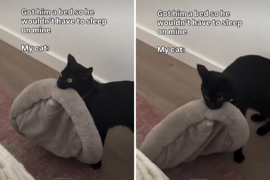 Gatto riceve un letto tutto per lui, ma finisce per tornare a dormire con la padrona.