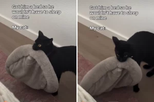 Gatto riceve un letto tutto per lui, ma finisce per tornare a dormire con la padrona.