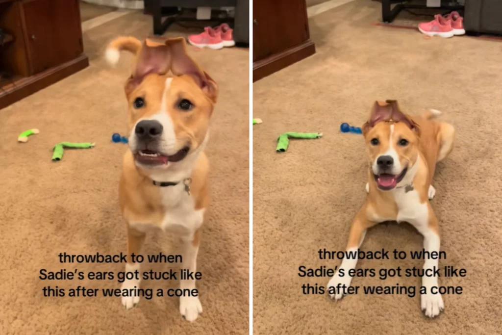 Cane da salvataggio ferito al volto: incredibile trasformazione delle orecchie dopo l’intervento.