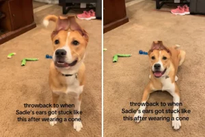 Cane da salvataggio ferito al volto: incredibile trasformazione delle orecchie dopo l’intervento.