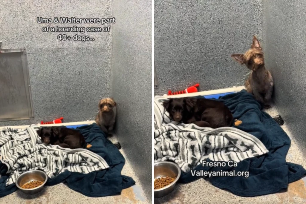 Le lacrime dei sopravvissuti a casi di accumulo: perché non trovano casa