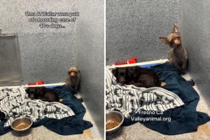 Le lacrime dei sopravvissuti a casi di accumulo: perché non trovano casa