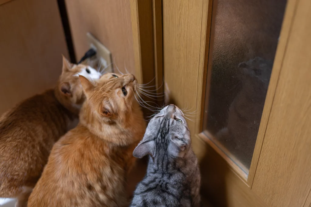 Gatto in fila: la sorprendente scoperta di una donna e i suoi quattro felini.