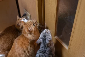 Gatto in fila: la sorprendente scoperta di una donna e i suoi quattro felini.
