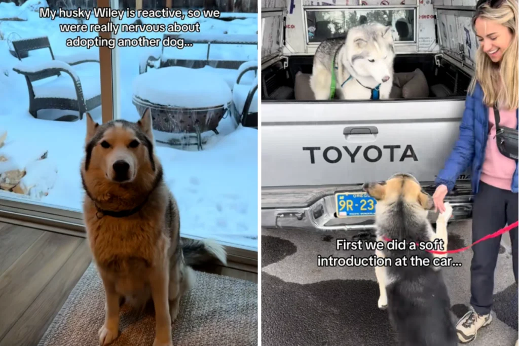 Incontro emozionante tra un Husky reattivo e un nuovo fratellino al rifugio. Scopri di più!
