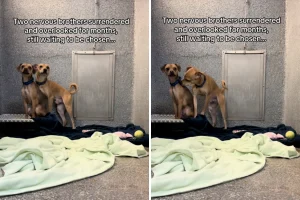 Fratelli in Rifugio Sprecati: La Speranza Si Svanisce nel Cuore del Rifugio