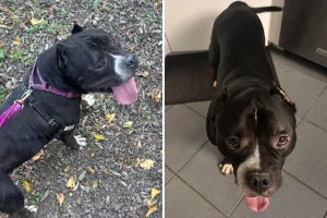 Un immigrato adotta un cane anziano spaventato e cambia le loro vite.