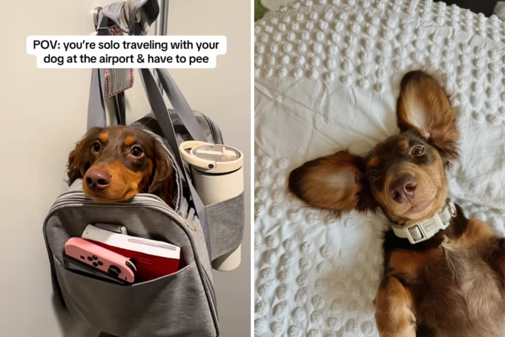 Dachshund in volo: incredibile metodo del proprietario per farlo andare in bagno