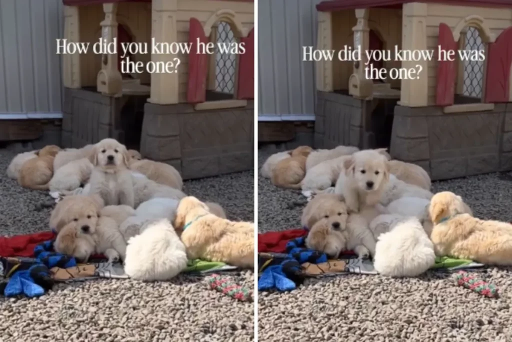 La proprietaria scopre il momento preciso in cui il cucciolo di Golden Retriever la sceglie.