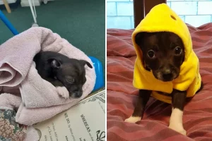 Chihuahua cresce oltre le aspettative, uomo chiede spiegazioni al rifugio per animali.