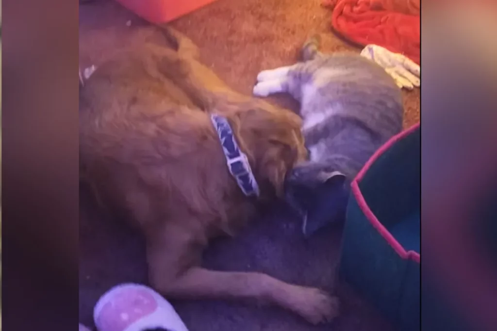 Goldendoodle e gatto si lavano a vicenda e vincono il titolo di ‘Pet della Settimana’