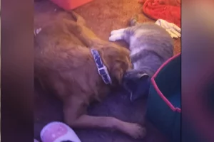 Goldendoodle e gatto si lavano a vicenda e vincono il titolo di ‘Pet della Settimana’