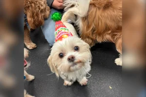 Il compleanno del cane: messaggio dolce dalla dog daycare, ma c’è un imprevisto.