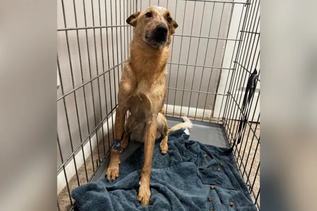 Cane portato dal veterinario: diagnosi da 900 dollari lascia il proprietario sconvolto.