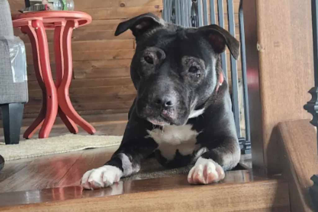 Cucciolo selvatico scopre come essere un cane dopo un salvataggio emozionante