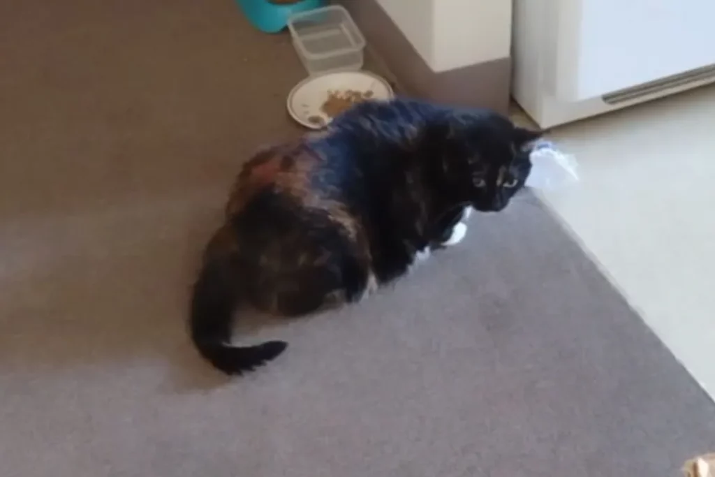 Gatto viziato conquista il titolo di ‘Animale della Settimana’ per il suo amore per le carote.