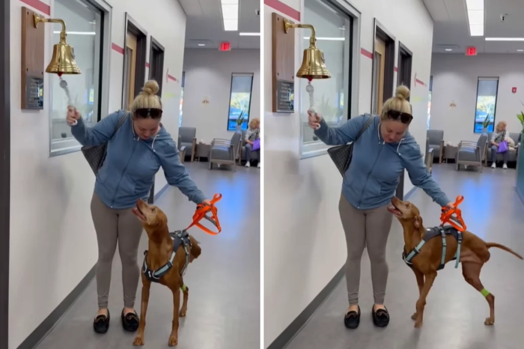 Un Vizsla senior supera il cancro: l’emozionante celebrazione con il suo padrone.