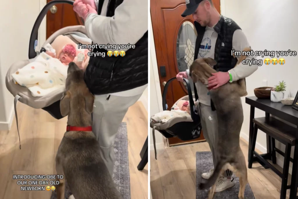 La commovente reazione del cane adottato al primo incontro con la sorellina neonata.