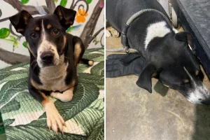 Cane abbandonato si aggrappa a un guanto: scopre il motivo della sua resistenza