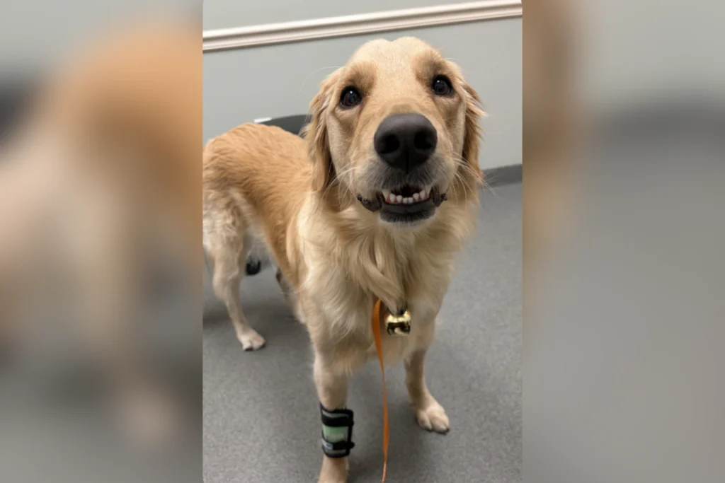 Golden Retriever mangia qualcosa di sbagliato: padrone spende 8.000 dollari per il veterinario.