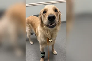 Golden Retriever mangia qualcosa di sbagliato: padrone spende 8.000 dollari per il veterinario.
