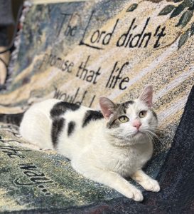 Gambino: un’anima gentile e carismatica, il tuo nuovo migliore amico!