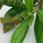 La scienza cittadina riscopre una rara falena del Sudafrica: un successo sorprendente.