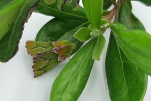 La scienza cittadina riscopre una rara falena del Sudafrica: un successo sorprendente.