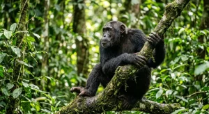 Scimmie in natura consumano alcol da frutta fermentata: scoperta sorprendente!