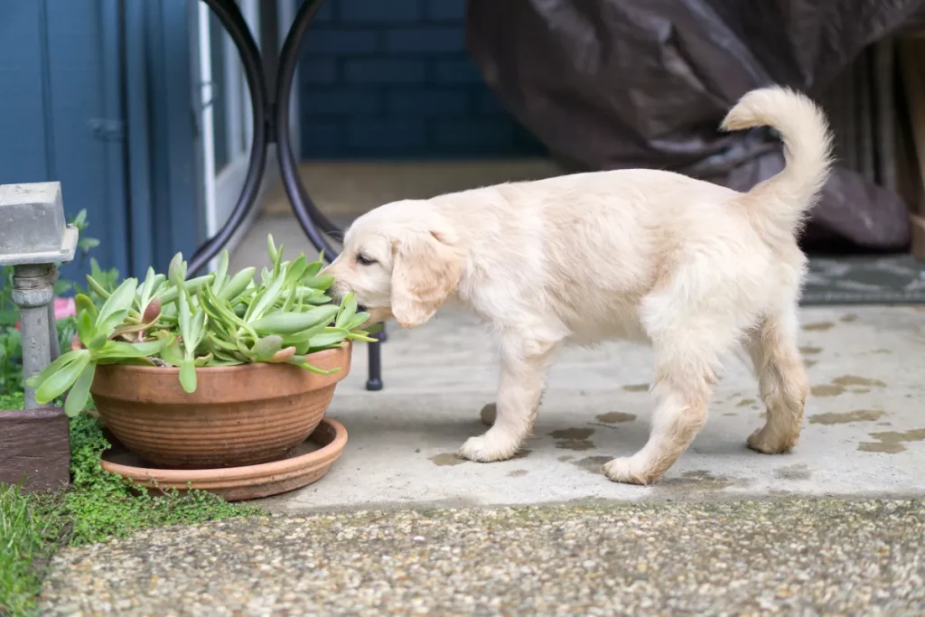 Il tenero cucciolo di Golden Retriever sceglie un nido perfetto per il suo riposo.