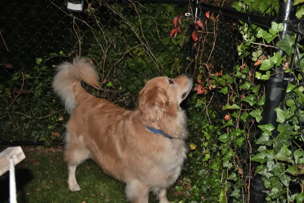 Il Golden Retriever sveglia il proprietario, scatenando il caos che conquista il web.