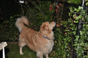 Il Golden Retriever sveglia il proprietario, scatenando il caos che conquista il web.