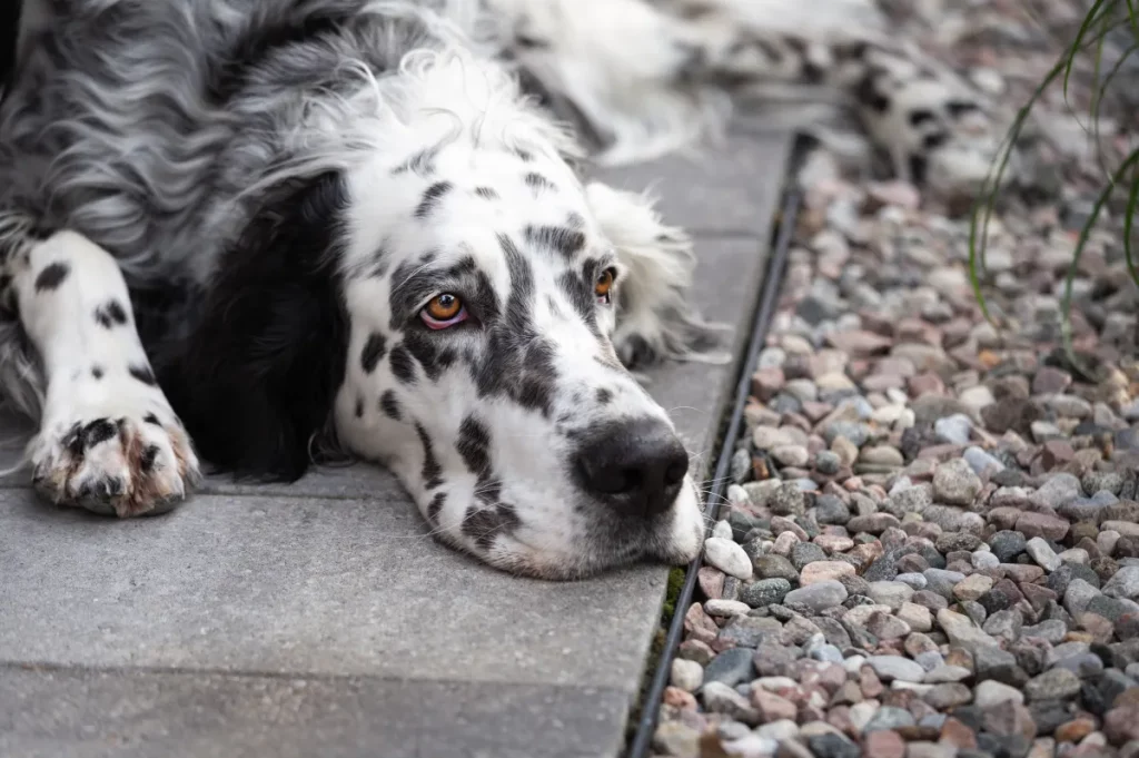 Cane abbandonato prova emozioni straordinarie nel trovare finalmente una nuova casa amorevole.