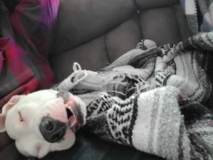 Cane salvato resta a letto: la commovente scoperta del padrone alle 10 del mattino.