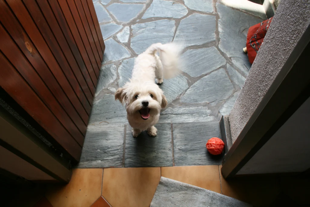 Shih Tzu: tenero ma testardo, l’affermazione dell’owner sull’intelligenza del suo cane.