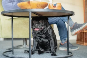 Il motivo esilarante per cui un Staffordshire Terrier non si fida del suo padrone virale.