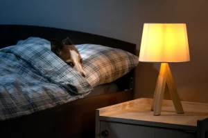 Scopri come un comune elemento domestico può causare ansia nel tuo cane