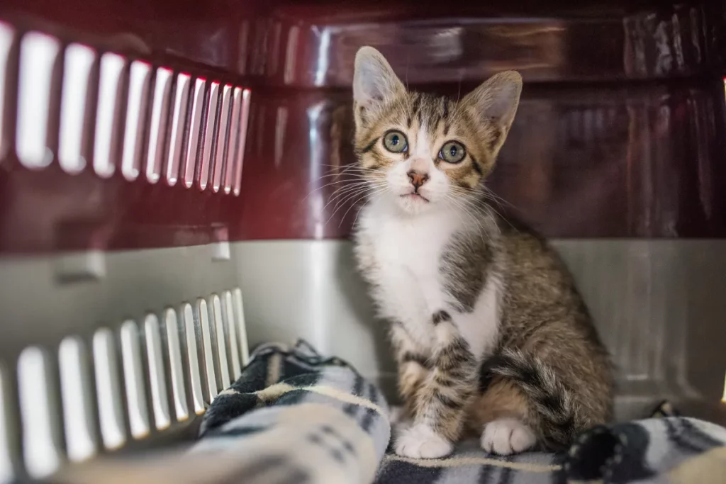 Gatto rescattato incontra cane nonostante avvertimenti: il video diventa virale in 12 ore.