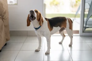 Comportamenti ‘normali’ nei cani possono nascondere segnali di dolore, avvertono i veterinari.
