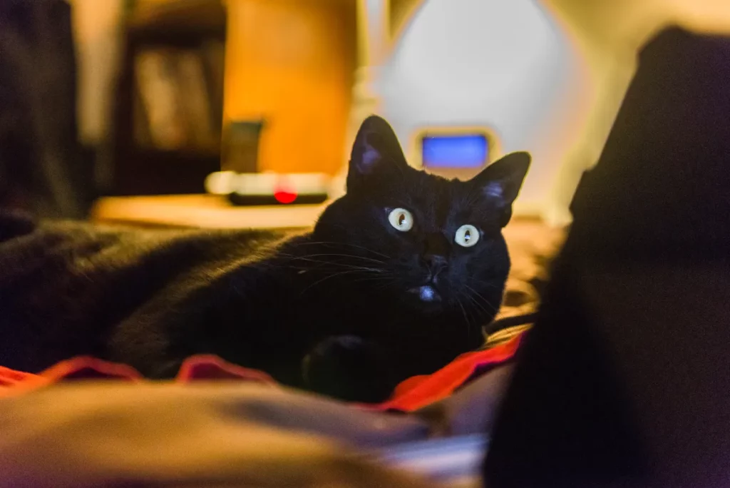 Il gatto distrae il padrone durante le Olimpiadi invernali, divertendo il web.