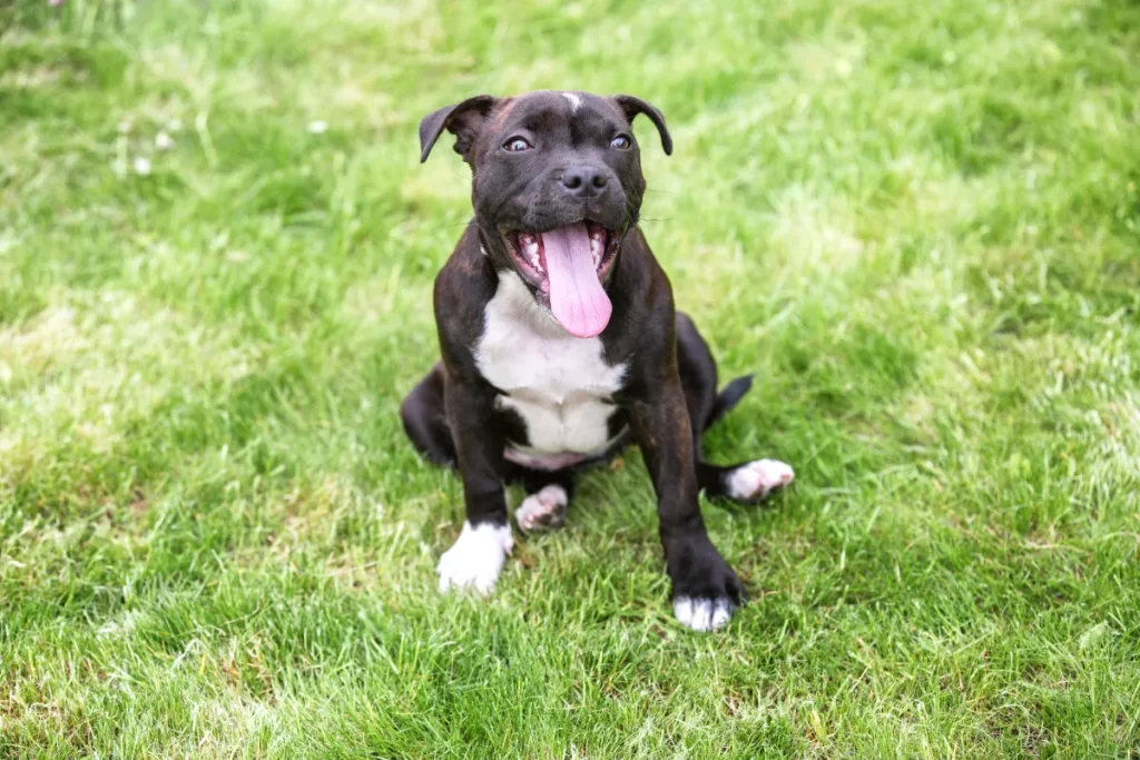 Cane ascolta le cornamuse per la prima volta: reazione incredibile da non perdere!