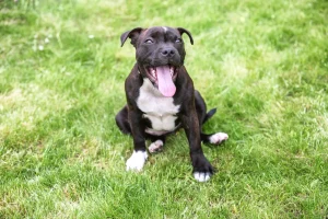 Cane ascolta le cornamuse per la prima volta: reazione incredibile da non perdere!