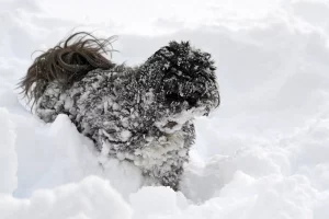 Donna lascia il cane fuori nella neve e teme di averlo quasi perso.