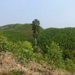 Dalla proprietà terriera all’ownership locale: strategie alternative per compensare le emissioni di carbonio.