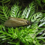 Insetti trasportano inquinanti farmaceutici dai fiumi alla terra; i rischi restano sconosciuti.