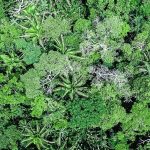 Comunità indigene e governi locali in Bolivia proteggono quasi 1 milione di ettari di natura.