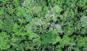 Comunità indigene e governi locali in Bolivia proteggono quasi 1 milione di ettari di natura.