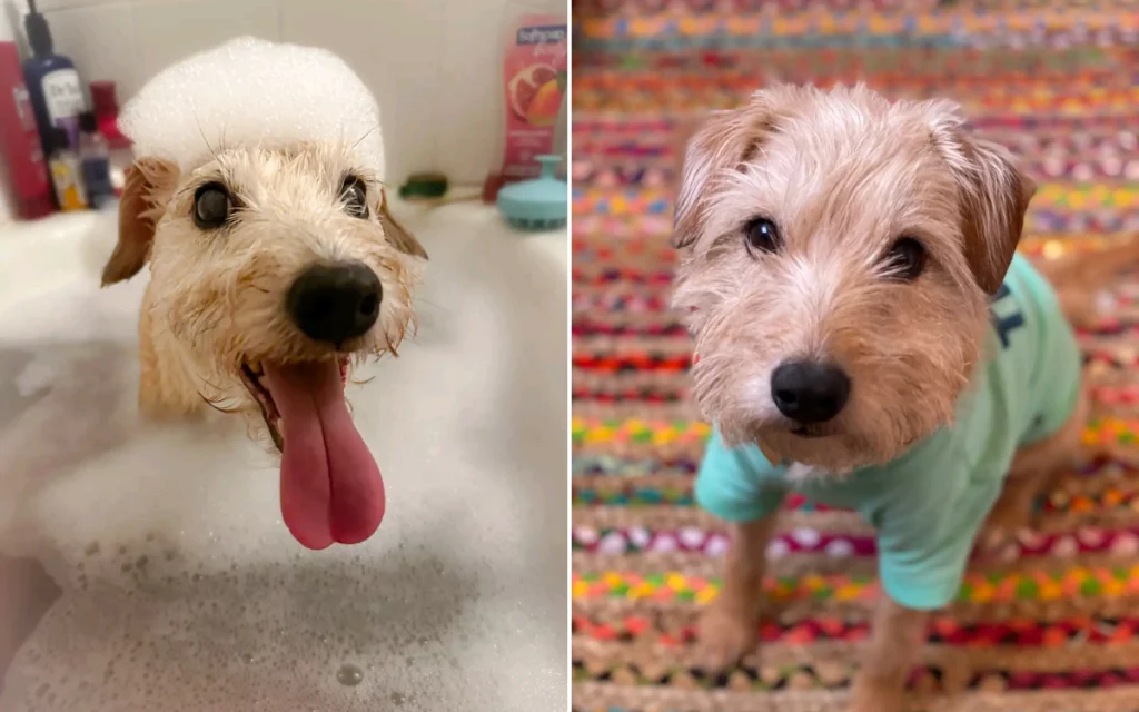 Cane anziano addormentato in una clinica: il triste addio del proprietario.