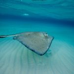 Svelare il mistero: spiando i raggi nel loro habitat naturale.